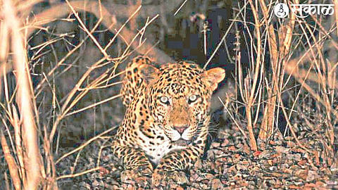 Leopard spotted by forest department staff.