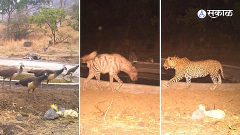 Record of existence of leopards and other animals in Otur forest area Latest Marathi News