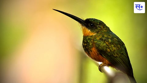 Bird Watching