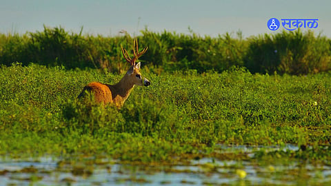 Wildlife Record