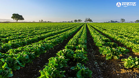 Possibility of Increase in Area under Kharif Cultivation in Solapur District