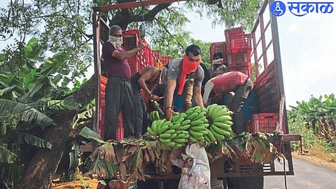 banana ( file photo )