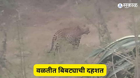 Leopard News