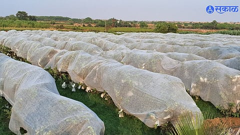 Solapur Weather