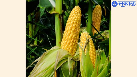 corn