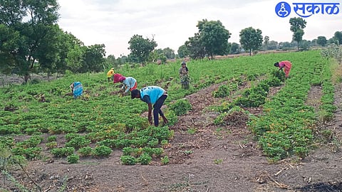 The pulse crop is being harvested by laborers.