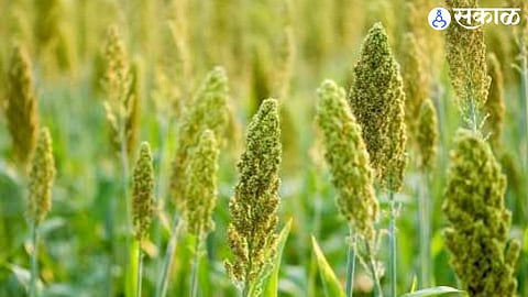 Jowar