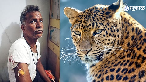 farmer seriously injured in a leopard attack at Kehal Tanda in Jintur taluka marathi news