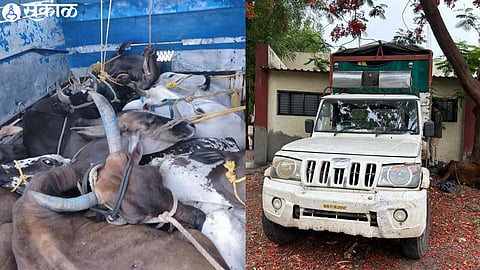 9 cows that were driven to slaughter in pick up