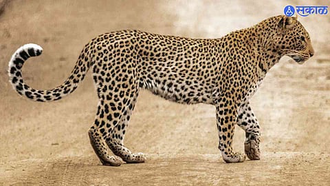 Leopard News