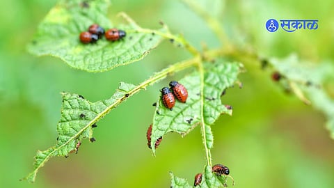 World Pest Day 2024