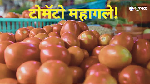 Tomato Rate Hike: कांद्यानंतर आता टोमॅटोही रडवणार, टोमॅटोच्या दरात दुपटीने वाढ!