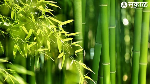 Bamboo