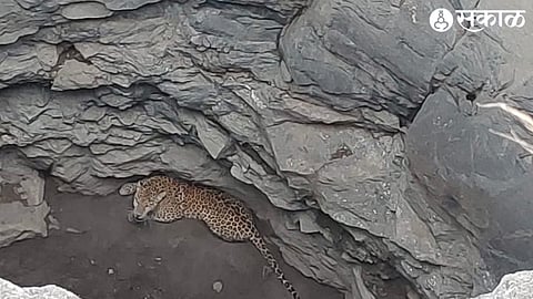 Leopard in well