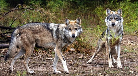 Wolf