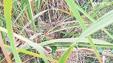A leopard trapped in a net in a sugarcane field in Shiwar.