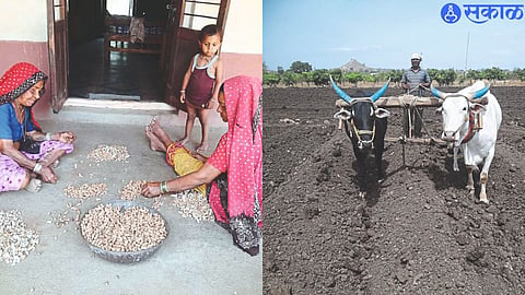 Women of a farming family cracking groundnut pods for seeds. In the second photo, Kantilal Pawar doing intercropping in the field before sowing.