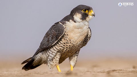 Peregrine falcon Bird