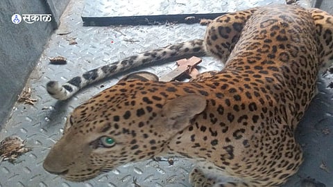 Kaspathar: धक्कादायक! कासपठारवर बिबट्याने थेट दुचाकीस्वारावर केला हल्ला