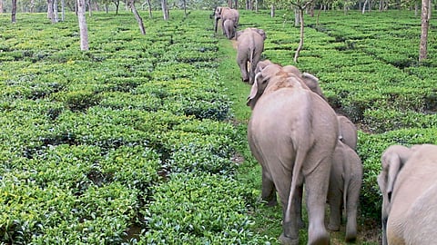 elephant