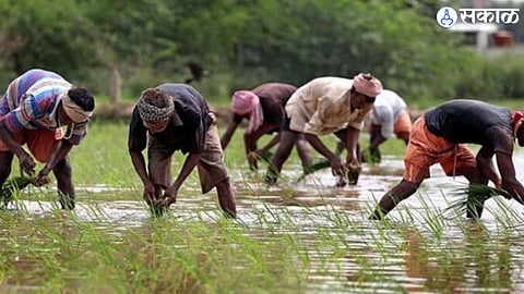 farm laborer