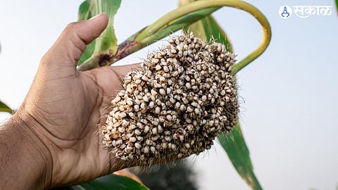 jowar
