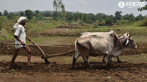 cultivation