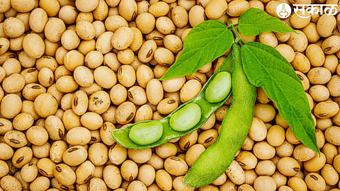 soybeans
