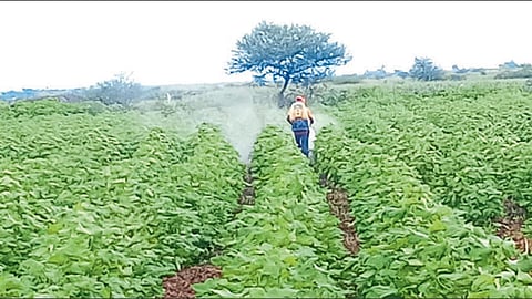 agriculture