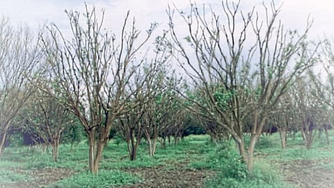 Orange Production