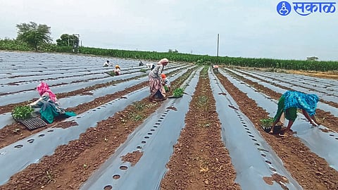 Laborers while cultivating chillies by adopting technology like mulching paper.