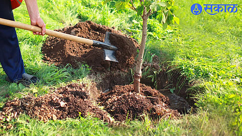 Tree Plantation