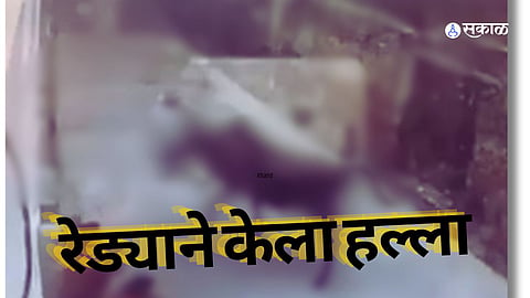 : बकरी ईदसाठी आणलेल्या रेड्याने घातला धुमाकूळ, नागरीकांवर केला हल्ला