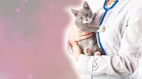 Animal Doctor
