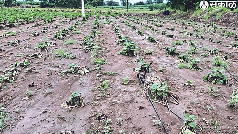Damage to Bhagwati Kast's farm along Vadgaon road