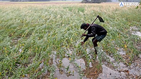 heavy rain damage crop farmer