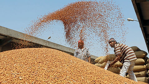 Grains