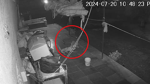 Photo caught on CCTV camera of a leopard hunting a dog at Gadakh Farm House in Sinnar.