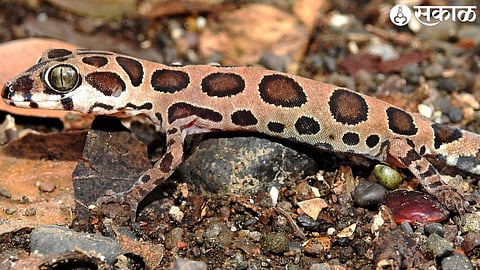 Certodactus Varadgiri