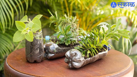 Which plants planted in plastic bottles and which not be planted