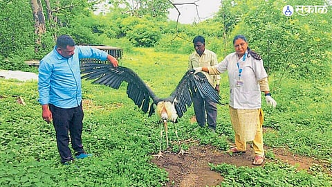 african Marabou Stork got loved by forest department