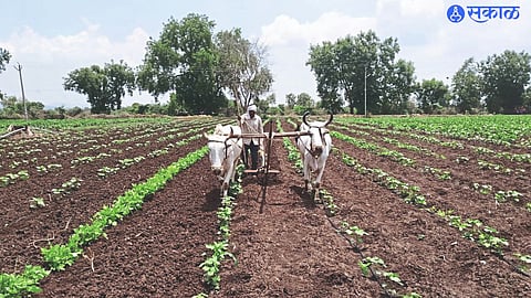 Farmers sowing the cotton crop after three days of rain in the field and sowing in the field.