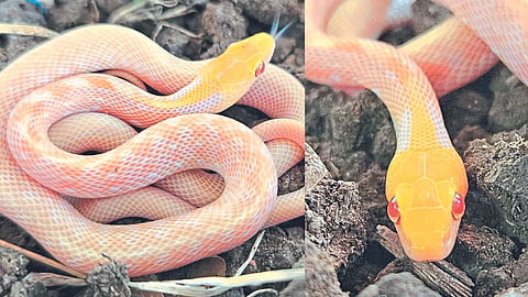 Albino Snake