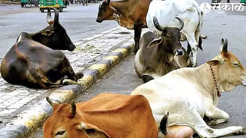 Cattles