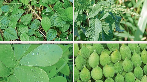 Wild Vegetables