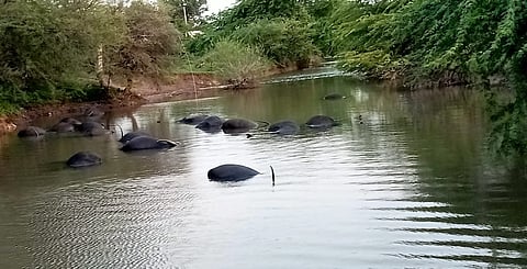 sakal