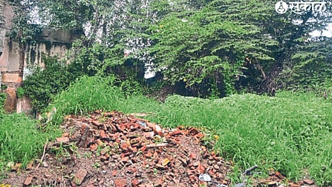 A forest of carrot grass grows on the site of an abandoned castle, which provides a breeding ground for mosquitoes.