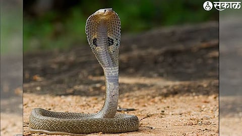 World Snake Day Special