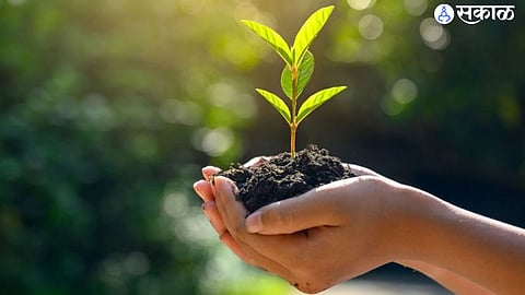 Massive tree plantation drive in Pune forest circle 2026
