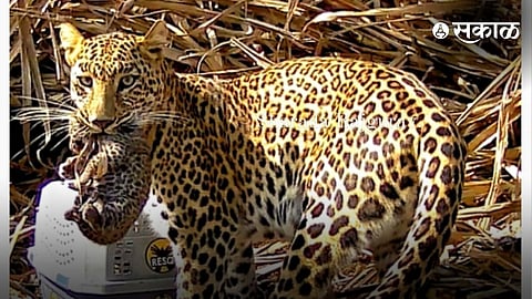 Leopard